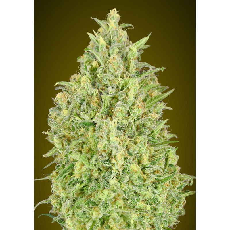 Auto Pineapple Glue · Advanced Seeds · kenevir tohum · Disi · AutoFem