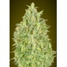 Auto Pineapple Glue · Advanced Seeds · sementes de maconha · AutoFem