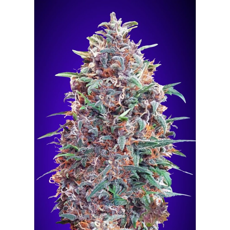 Auto Purple Diesel · Advanced Seeds · semillas de marihuana · AutoFem