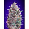Auto Purple Diesel: Gusto Diesel e Colori Viola | Advanced Seeds
