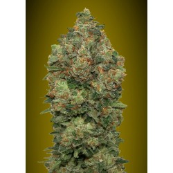 Auto Critical Soma ·...