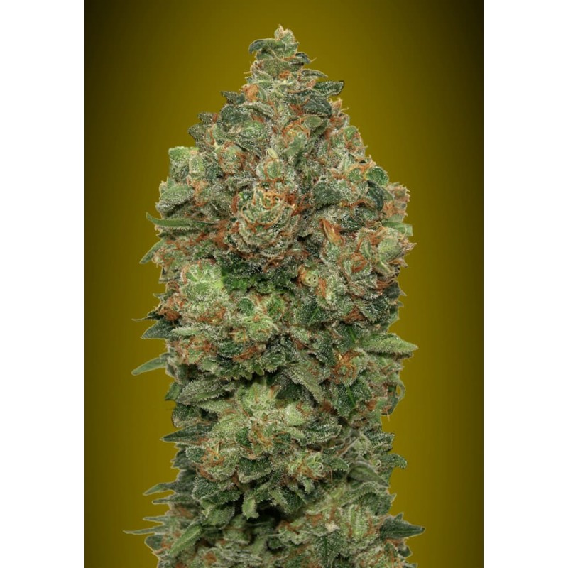 Auto Critical Soma · Advanced Seeds · kaufen · kaufen · cannabis samen · AutoFem