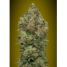 Auto Critical Soma · Advanced Seeds · sementes de maconha  ·  AutoFem