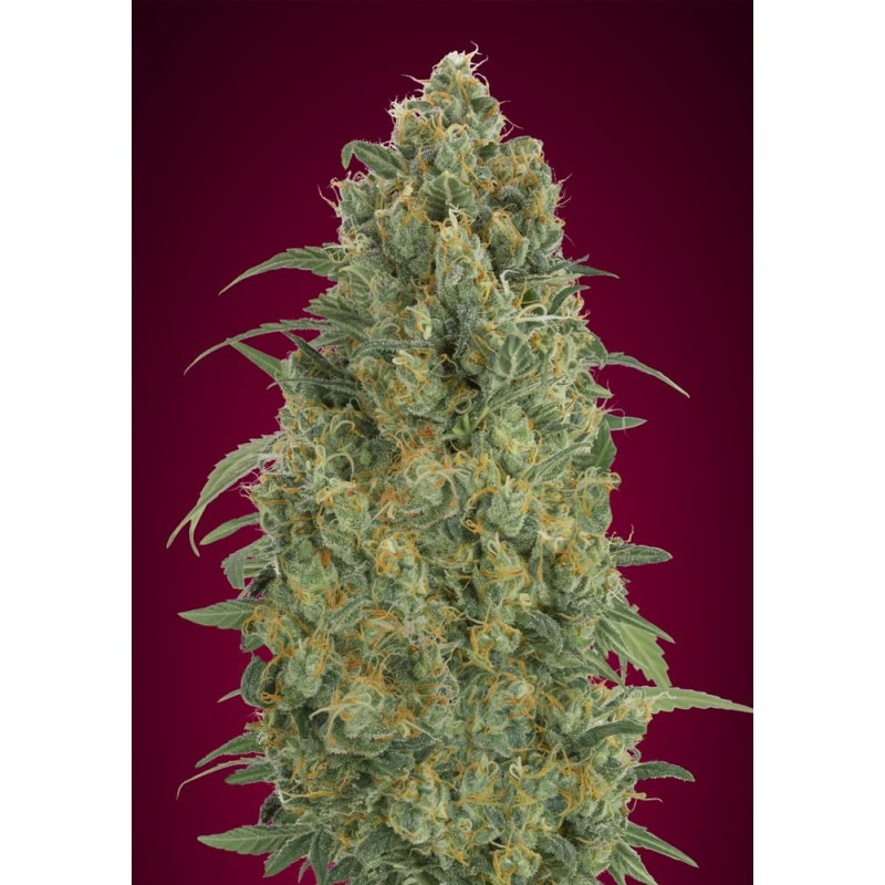 Auto Strawberry Gum · Advanced Seeds · graines de cannabis · AutoFem
