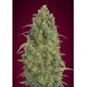 Auto Strawberry Gum · Advanced Seeds · graines de cannabis · AutoFem