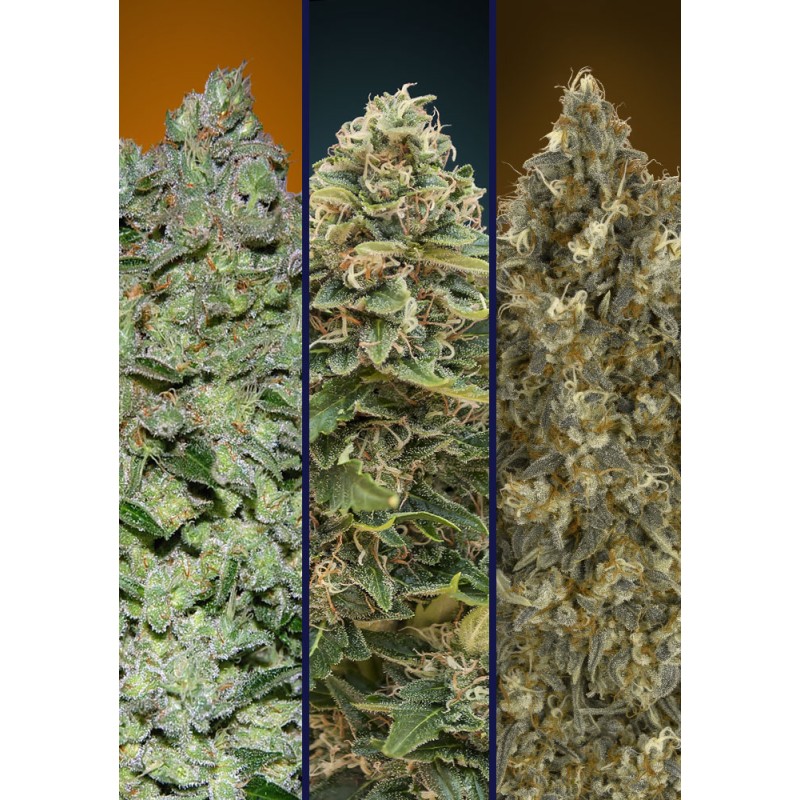 Automatic Col 3 · Advanced Seeds · graines de cannabis · AutoFem