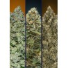 Automatic Col 3 · Advanced Seeds · graines de cannabis · AutoFem