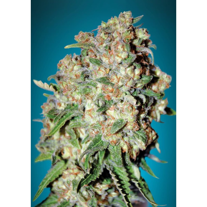 Critical · Advanced Seeds · graines de cannabis · Feminisées