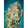 Critical · Advanced Seeds · graines de cannabis · Feminisées