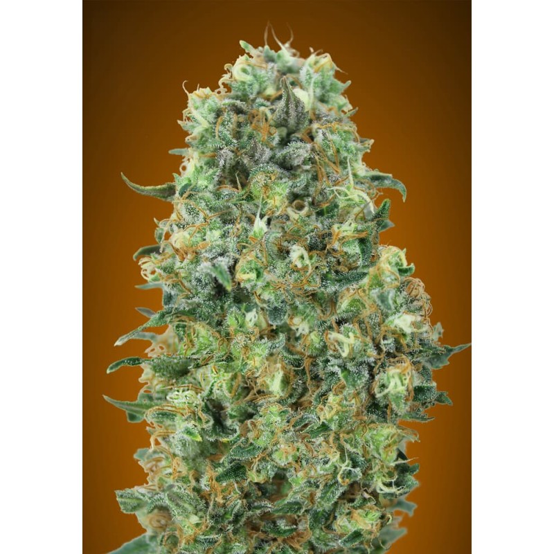Critical Mass · Advanced Seeds · semi di canapa indiana · Fem