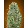 Critical Mass · Advanced Seeds · semillas de marihuana · Fem