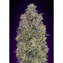 Critical Purple Kush ·...