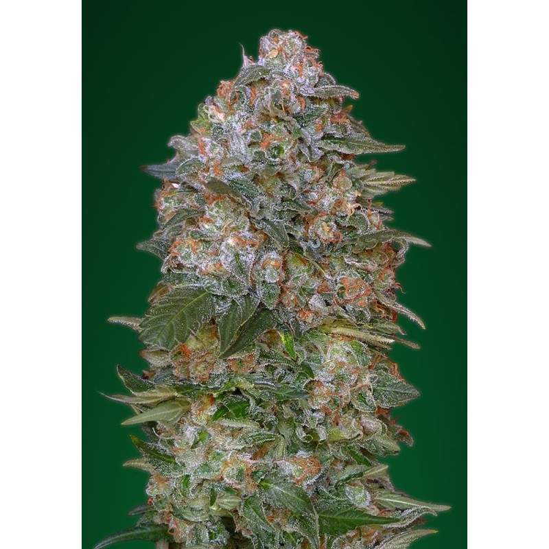 Critical Soma · Advanced Seeds · semillas de marihuana · Fem