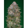 Critical Soma · Advanced Seeds · semillas de marihuana · Fem