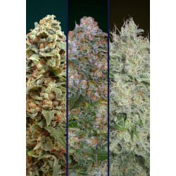 Feminized Col 2 · Advanced...