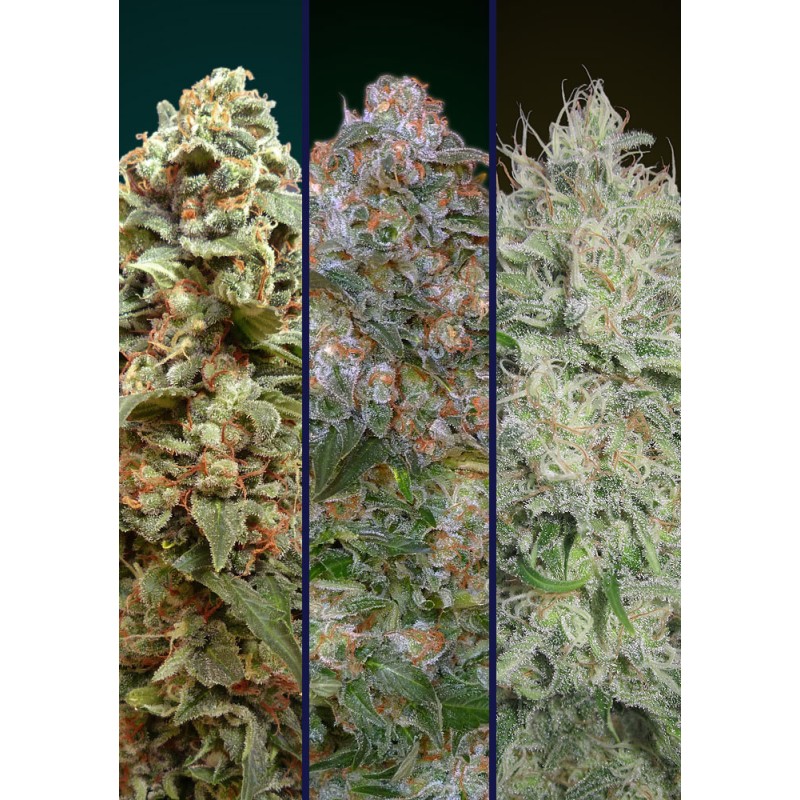 Feminized Col 2 · Advanced Seeds · sementes de maconha · Fem