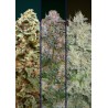 Feminized Col 4 · Advanced Seeds · sementes de maconha · Fem