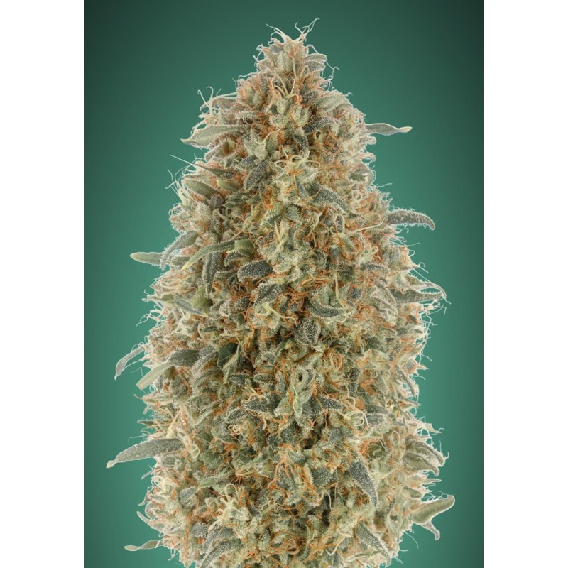 Gorilla Blue · Advanced Seeds · kenevir tohum - disi · Fem