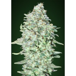 OG Kush SFV · Advanced...