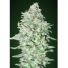 OG Kush SFV · Advanced Seeds · cannabis seeds · Fem