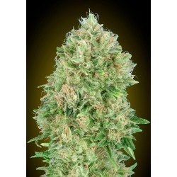 Pineapple Glue · Advanced...