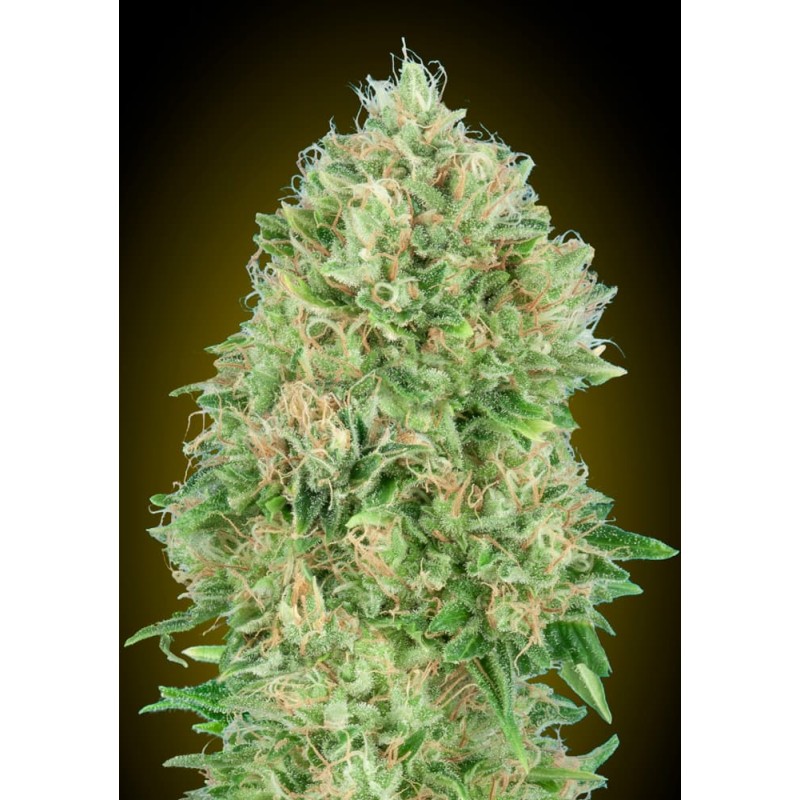 Pineapple Glue · Advanced Seeds · cannabis seeds · Fem