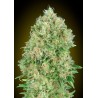 Pineapple Glue · Advanced Seeds · cannabis seeds · Fem