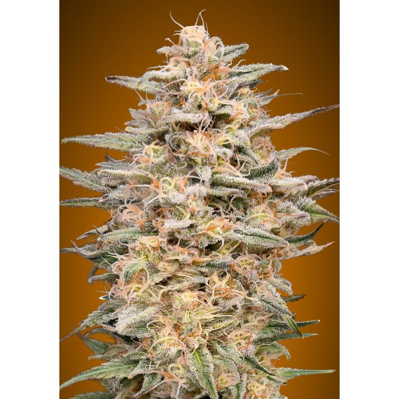 Somango Widow · Advanced Seeds · graines de cannabis ·  Fem