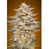 Somango Widow · Advanced Seeds · sementes de maconha ·  Fem