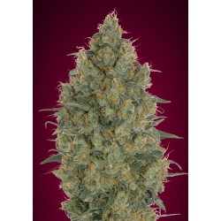Strawberry Gum · Advanced...