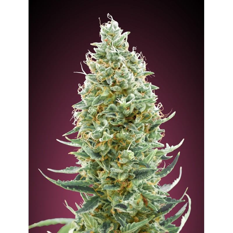 Amnesia Fast · Advanced Seeds · kenevir tohum - disi · Fem