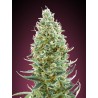 Amnesia Fast · Advanced Seeds · cannabis seeds · Fem