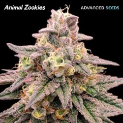 Animal Zookies · Advanced...