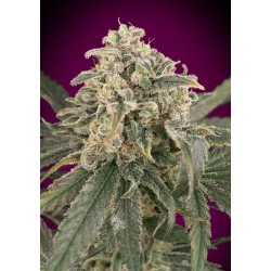 Auto Amnesia XXL · Advanced...