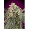 Auto Amnesia XXL · Advanced Seeds · graines de cannabis · AutoFem