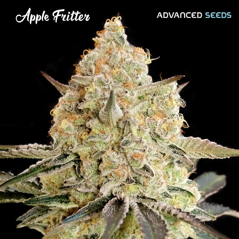 Auto Apple Fritter · Advanced Seeds · graines de cannabis · AutoFem