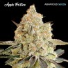 Auto Apple Fritter · Advanced Seeds · kenevir tohum - Disi · AutoFem