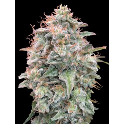 Auto Banana Cookies ·...