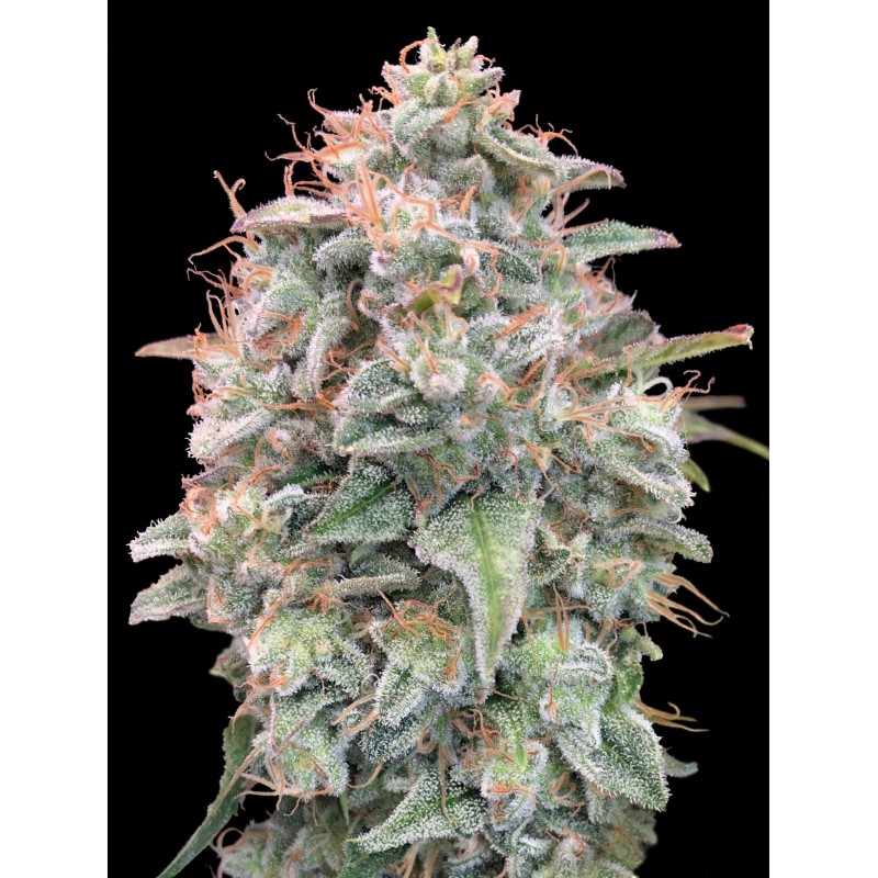 Auto Banana Cookies · Advanced Seeds · graines de cannabis · AutoFem