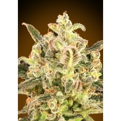 Auto Biodiesel Mass XXL ·...