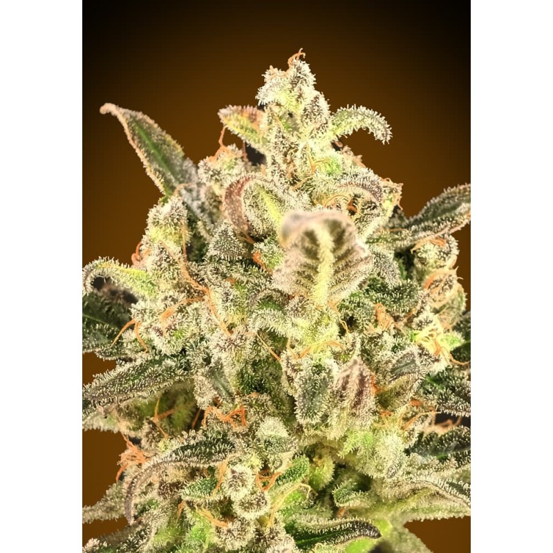 Auto Biodiesel Mass XXL · Advanced Seeds · graines de cannabis · AutoFem