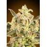 Auto Biodiesel Mass XXL · Advanced Seeds · cannabis seeds · AutoFem