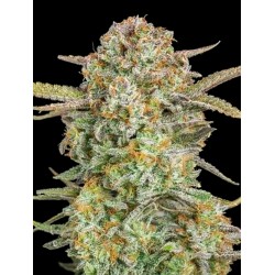 Auto Bruce Banner XXL ·...