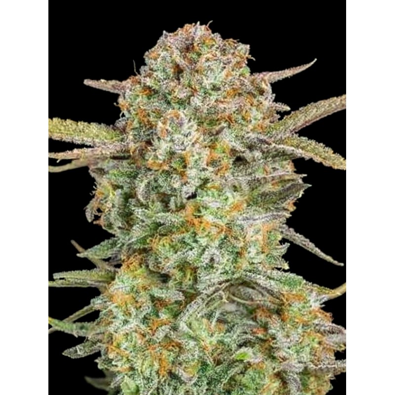 Auto Bruce Banner XXL · Advanced Seeds · sementes de maconha · AutoFem