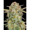 Auto Bruce Banner XXL · Advanced Seeds · sementes de maconha · AutoFem