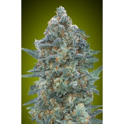 Auto Critical Lemon CBD ·...