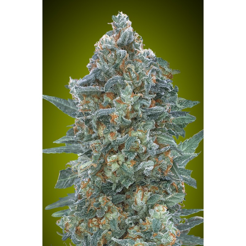 Auto Critical Lemon CBD · Advanced Seeds · graines de cannabis · AutoFem