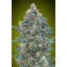Auto Critical Lemon CBD · Advanced Seeds · cannabis seeds · AutoFem