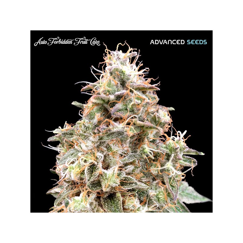 Auto Forbidden Fruit · Advanced Seeds · kenevir tohum - Disi · AutoFem