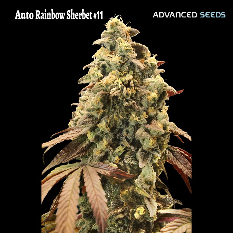Auto Rainbow Sherbet 11 · Advanced Seeds · semillas de marihuana · AutoFem